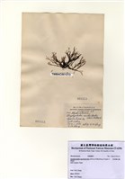 藏品(苔狀雞毛藻)的圖片